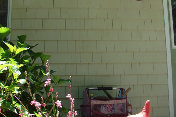 navajo-white-solid-color-prefinished-cedar-shingle-siding-porch-wall-white-trim-lantern Navajo White solid color prefinished cedar shingle siding on a porch wall with white-trim windows and a bronze wall lantern, with garden plants in the foreground.