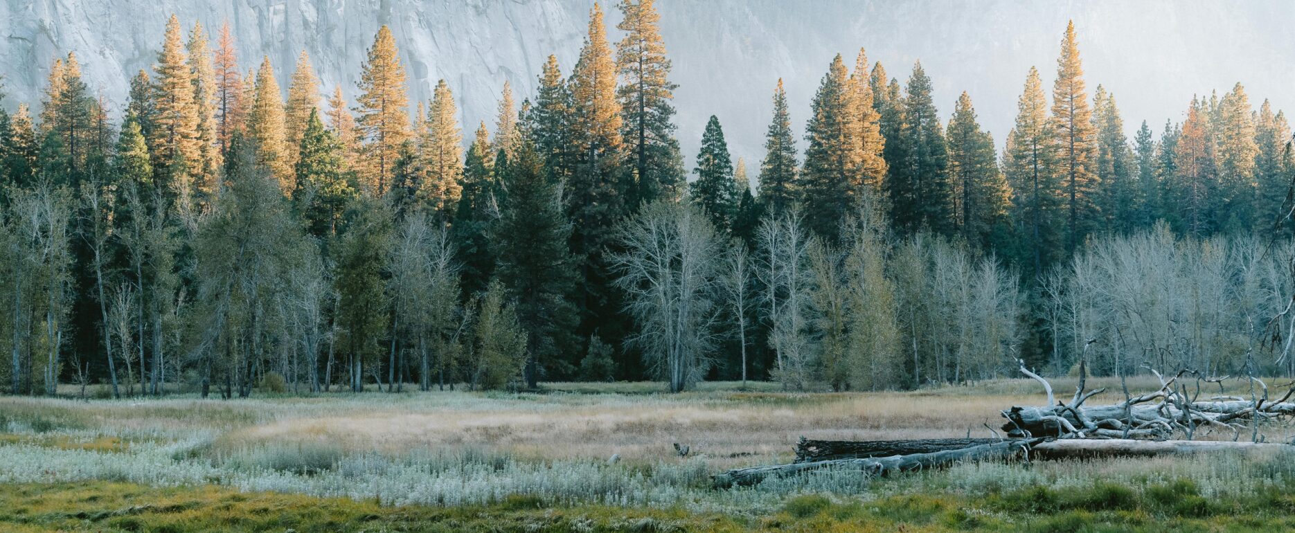 Pine forest at the base of a granite mountain cliff, with golden sunlight on treetops above a grassy meadow.